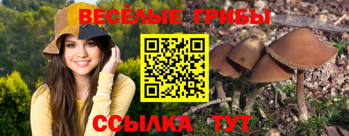 Острогожск  Галлюциногенные грибы Psilocybe  Вход с VPN 
